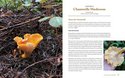 Wild Mushrooms4