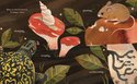 Mushroom Rain5