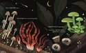 Mushroom Rain3
