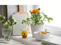 8dc0c0 C6044e7d4b164fbbb42a03d4caea271b~Mv2 Jpg  Alt= Hoptimist Animal Bee Yellow